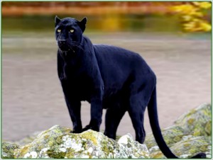 black_jaguar_nature_river_wild_cat_jagurar_hd-wallpaper-1413395 (1)