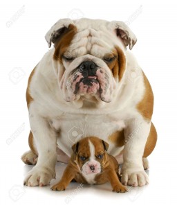 12377137-father-and-son-english-bulldog-father-and-four-week-old-son-sitting-on-white-background-Stock-Photo