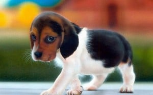 Puppy-Eye-Beagle